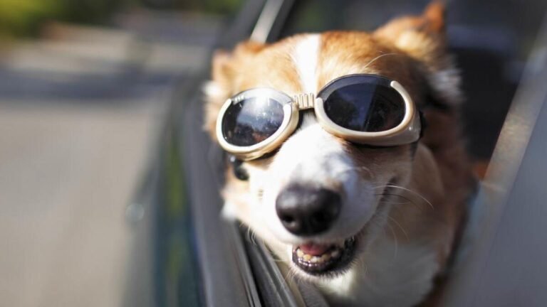 انخفاض مبيعات السيارات الكهربائية في أكبر سوق بالعالم